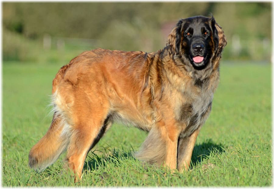 Описание породы леонбергер