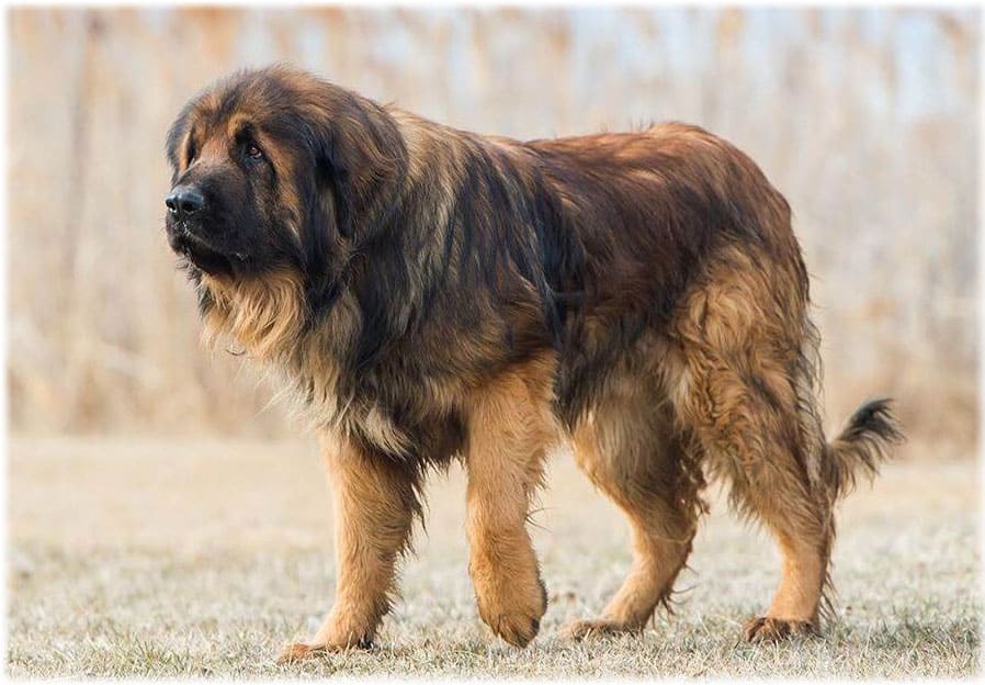 Ужасный вид на Леонбергер