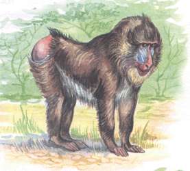 Обезьяна мандрил картинка