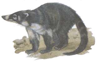 Картина носуха