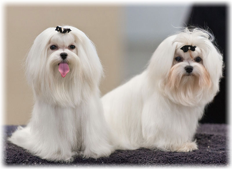 Описание породы мальтезе