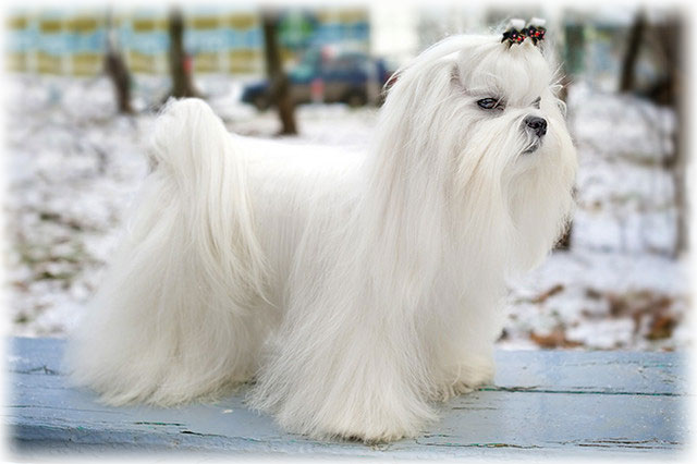 Мальтийская болонка стоит на скамейке