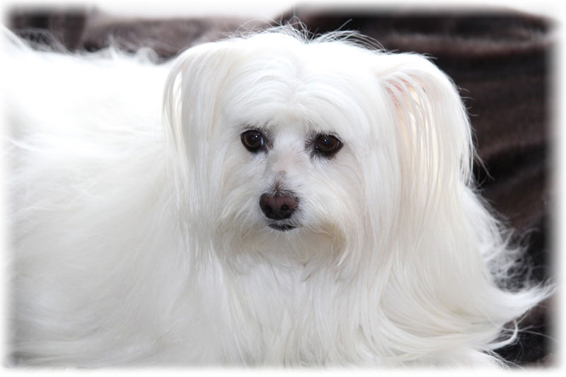 Красивая белая мальтийская болонка