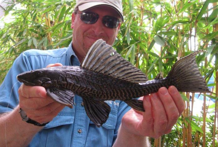 сом парчовый птеригоплихт