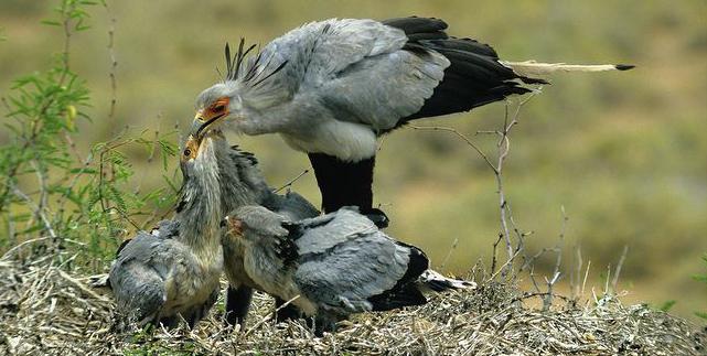 Где живет птица-секретарь.