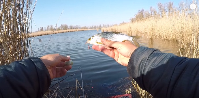 Когда начинается нерестовый запрет в Московской области 2023