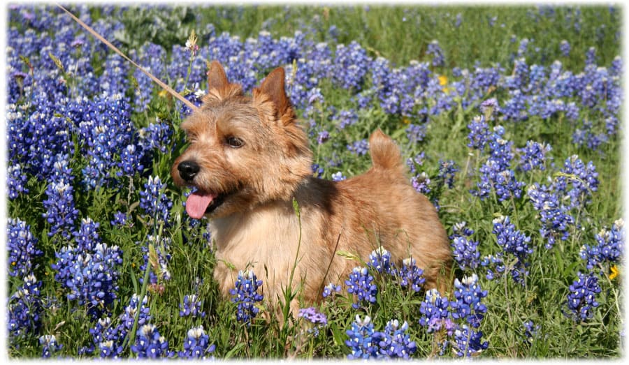 Уход за норвич терьером