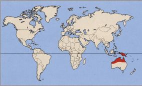 Плащеносная ящерица где живет