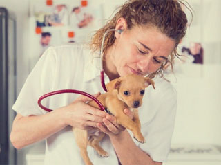 Чихуахуа нуждаются в особом ветеринарном уходе