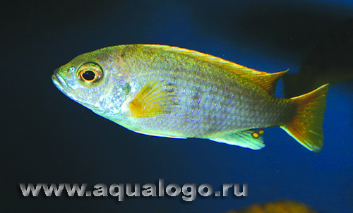 Гефирохромис Мура