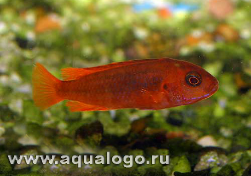 Йодотрофеус Шпренгера