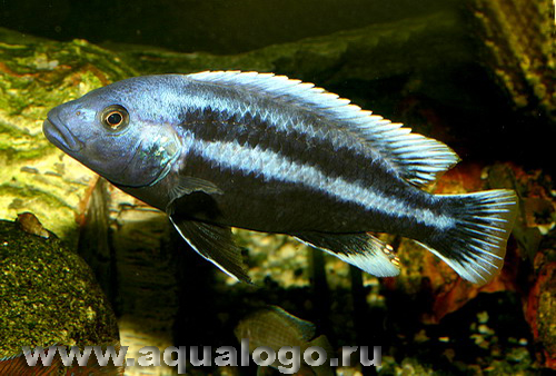 Меланохромис чипока