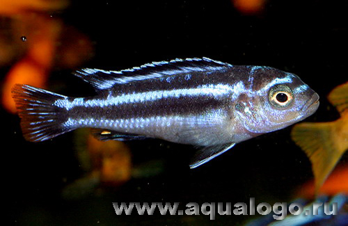 Меланохромис Маингано