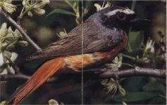 Горихвостка-лысушка фото Горихвостка-лысушка фото