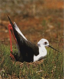 Ходулочник фото птицы Ходулочник фото птицы