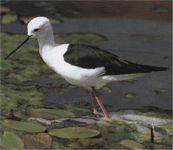 Ходулочник Ходулочник