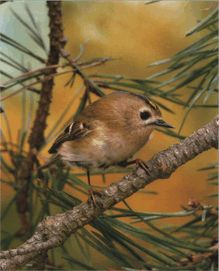 Желтоголовый королёк фото