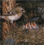 Желтоголовый королёк размножение