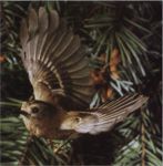 Желтоголовый королёк фото