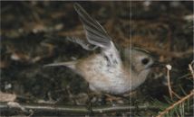 Желтоголовый королёк питание