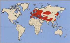 Желтоголовый королёк где живёт