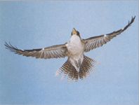 Кукабара фото Кукабара фото