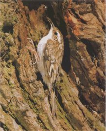 Обыкновенная фисташковая птица - фото