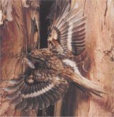 Еда обычная еда