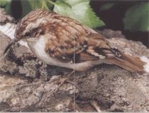 Образ жизни обыкновенной пищи