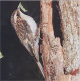 Разможение обыкновенной пищи Разможение обыкновенной пищи