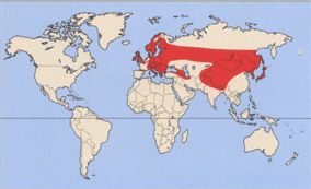 Реал обыкновенной пищи Реал обыкновенной пищи