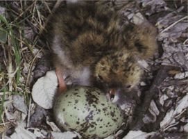 Гнездование полярных крачек