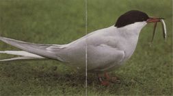 Чем питается полярная крачка