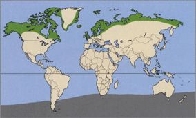 Полярные крачки, где он обитает