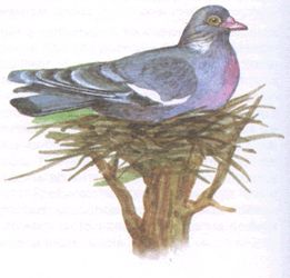 Голубь лесной голубь Голубь лесной голубь