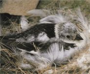 Пуночка фото птицы Пуночка фото птицы