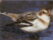 Пуночка чем питается Пуночка питание