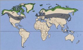 Пуночка где обитает Пуночка где живёт