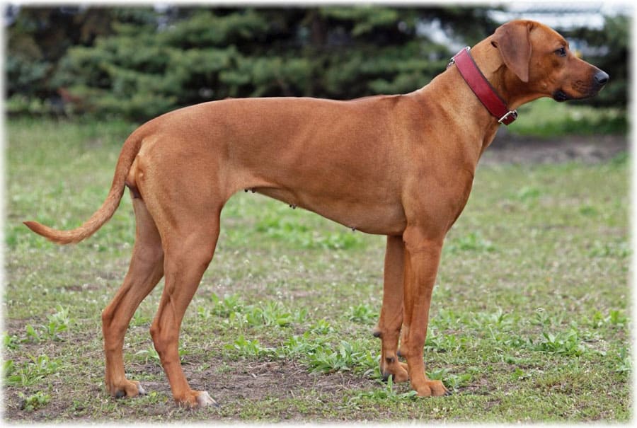 Стойка родезийский риджбек