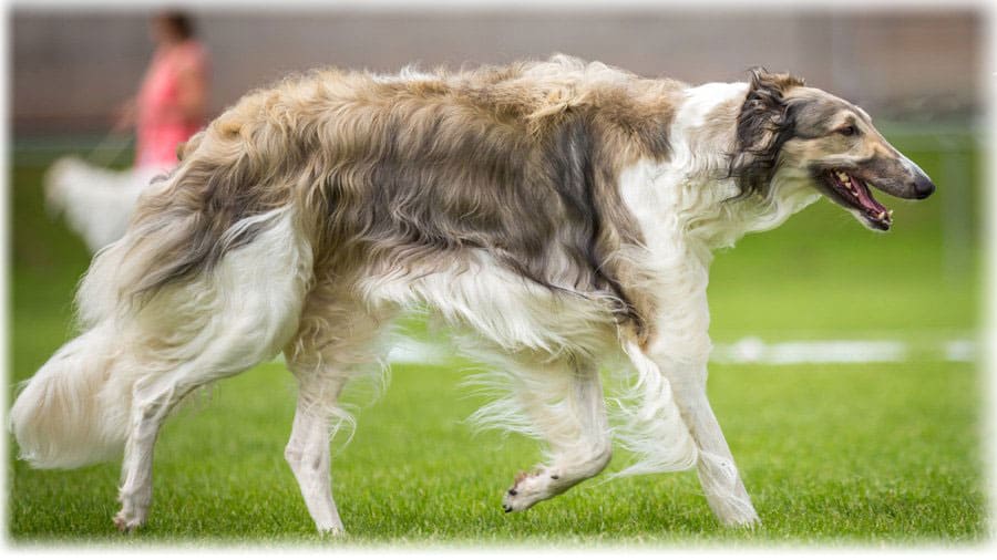 Русские борзые на выставке