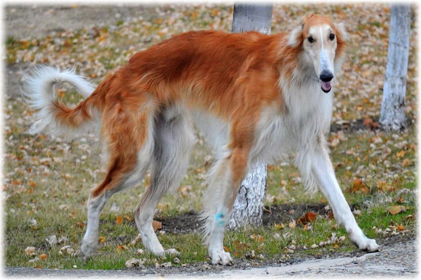 Охота на русскую борзую