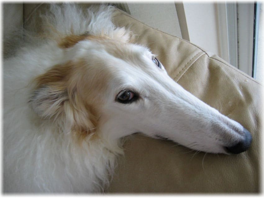 Болезни русской собаки