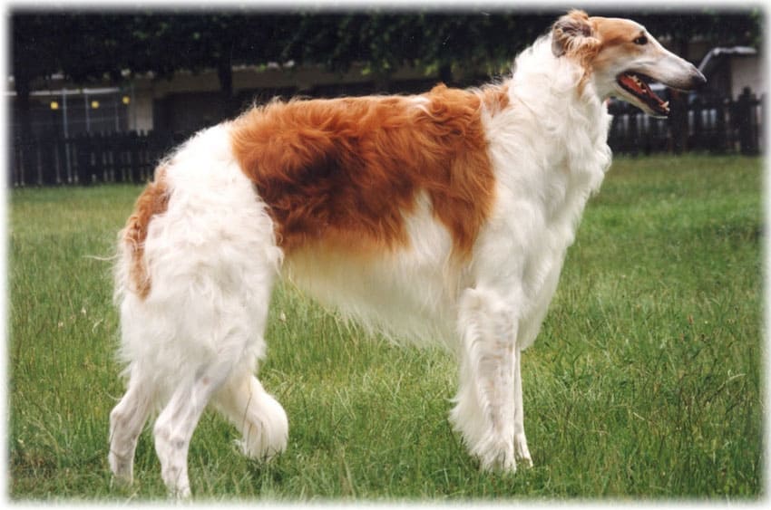 Описание породы русская борзая