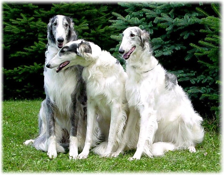 Алиментарные щенки русской борзой шоу-класса