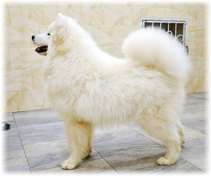 Samojed Laika står i profil