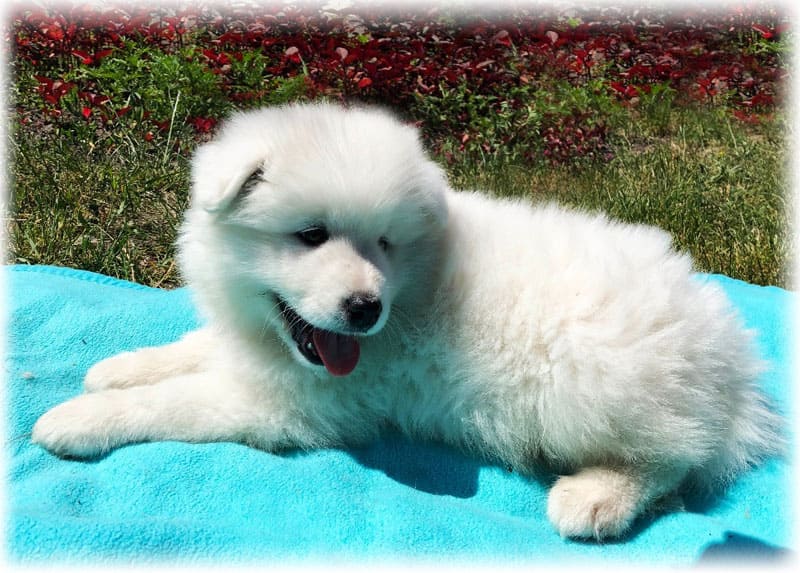 Samojedvalp ligger på et teppe