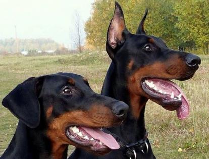 прокол ушей доберману