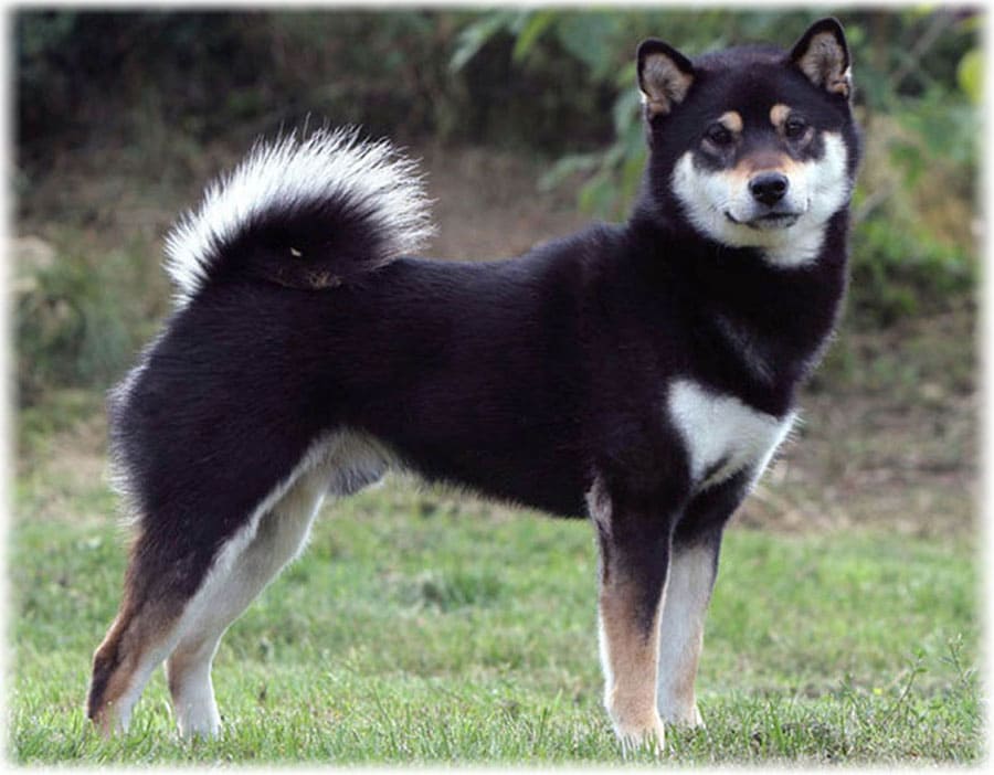 Описание породы шиба-ину