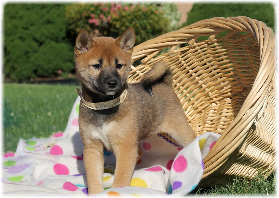 Щенок шиба-ину в корзине