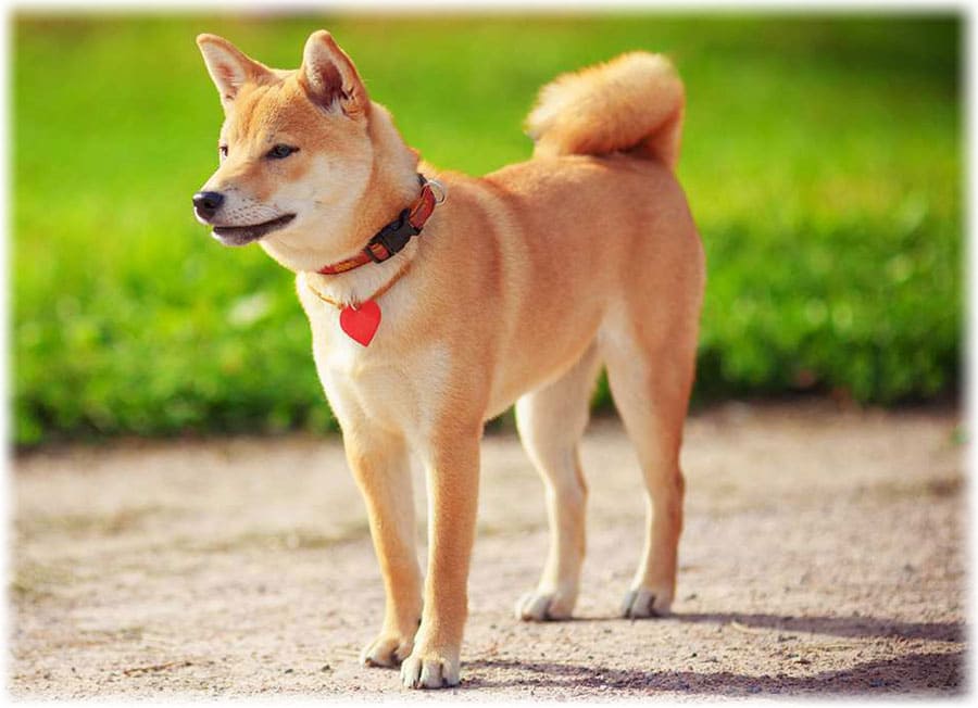 Осторожный внешний вид шиба-ину